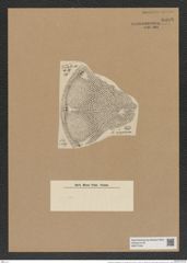 Aulacodiscus margaritaceus var. robustus Witt. (de-Toni-Nr.: Genus 182, Species 4515) Zeichnungen Sammlung Grunow Nr. 8098 (NHMW-BOT-W0377436)